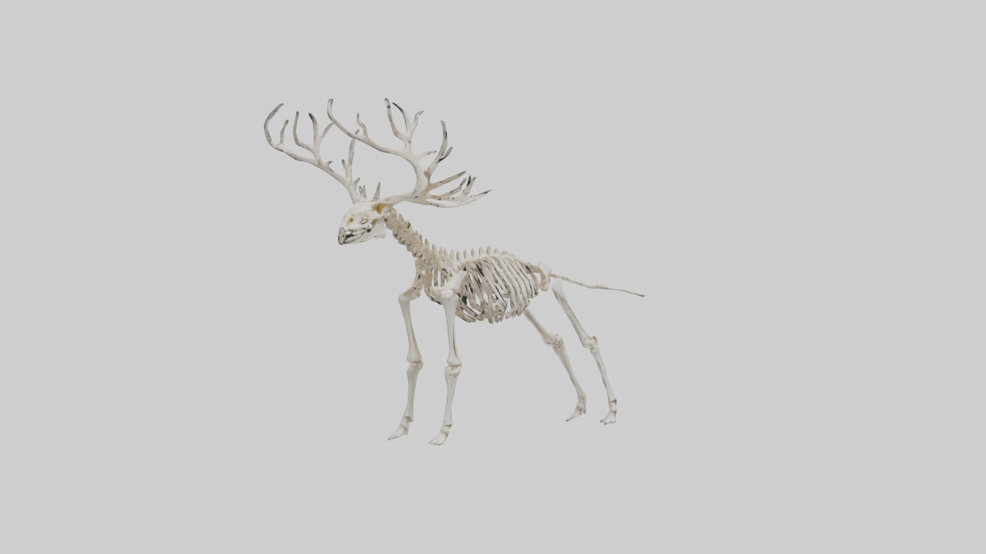 Elk Skeleton model Low-poly 3D model_30