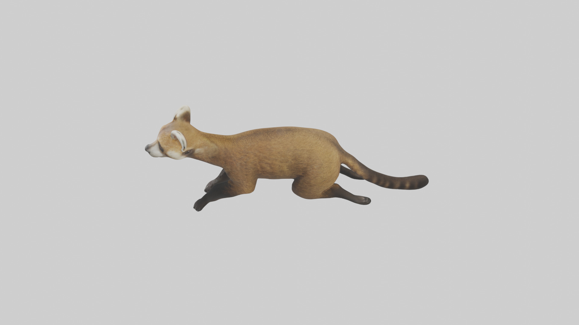 Coati running model 3D model_17