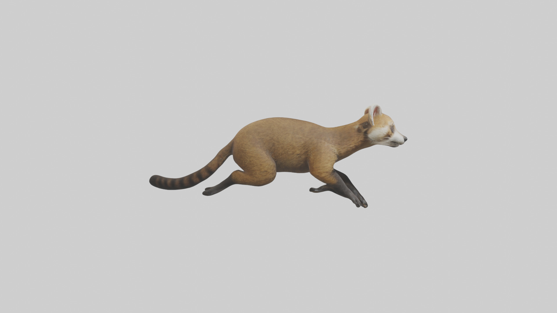 Coati running model 3D model_13