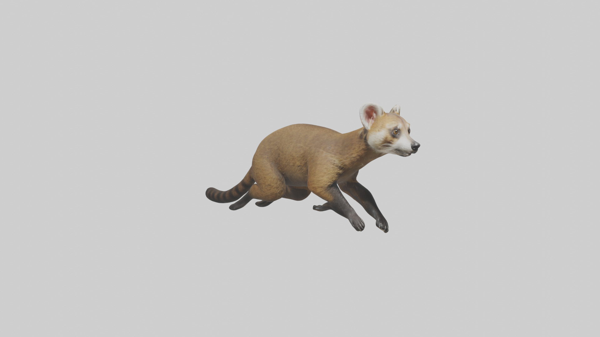 Coati running model 3D model_11