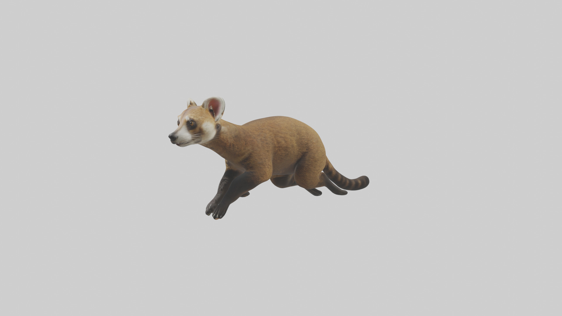 Coati running model 3D model_8