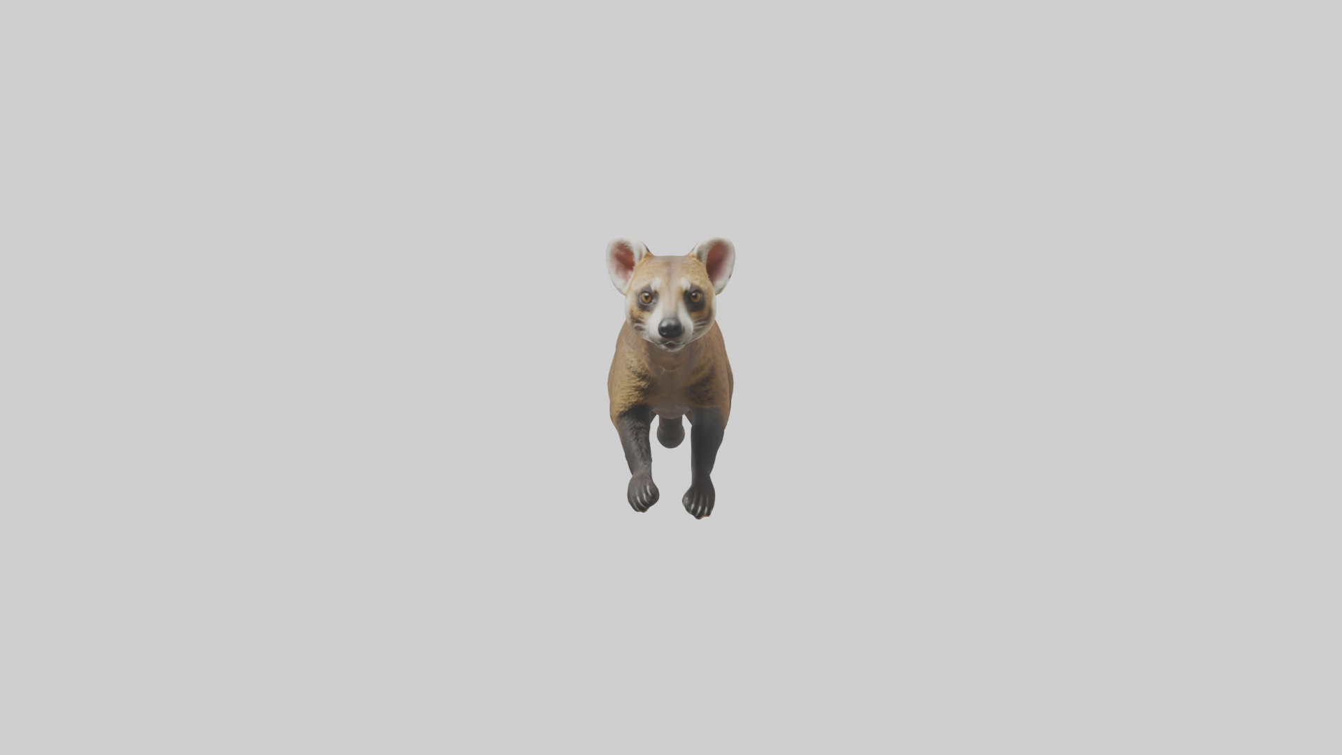 Coati running model 3D model_9