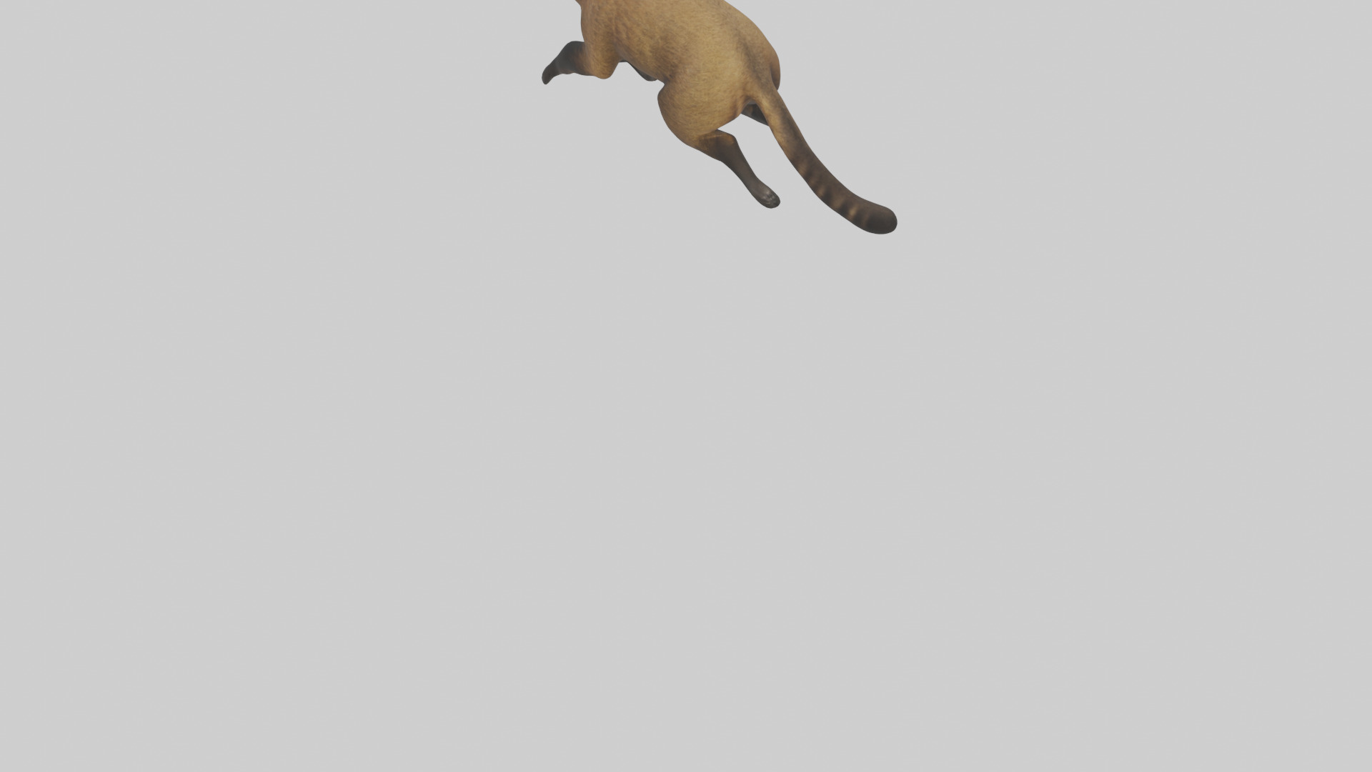 Coati running model 3D model_3