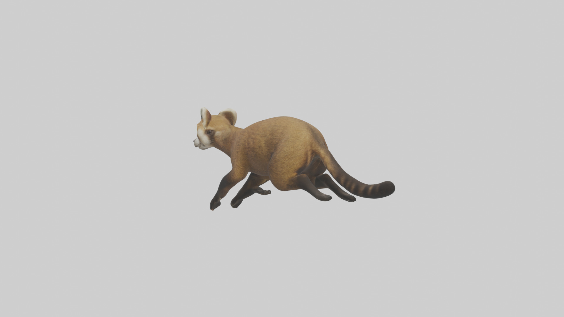 Coati running model 3D model_1