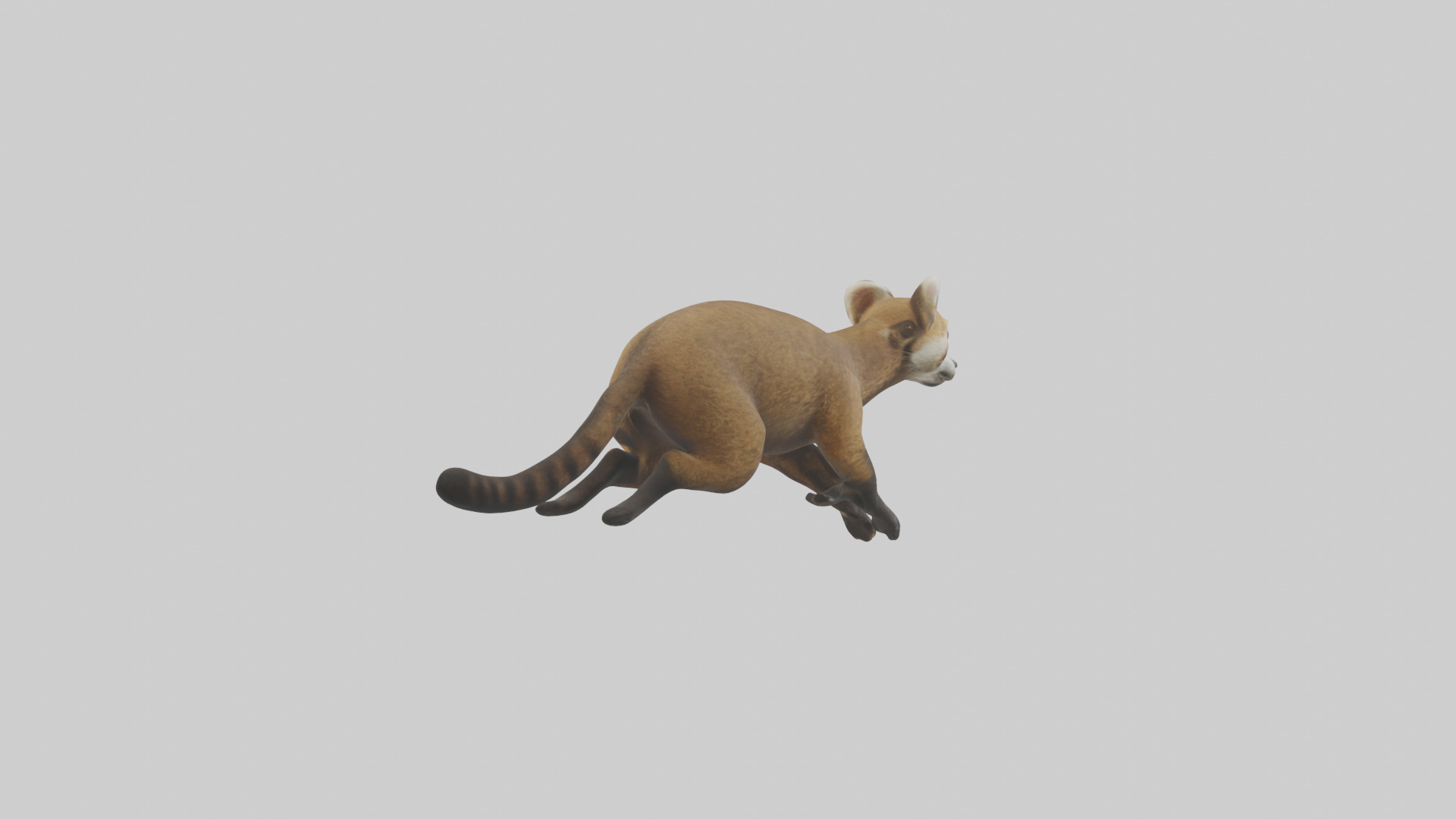 Coati running model 3D model_2