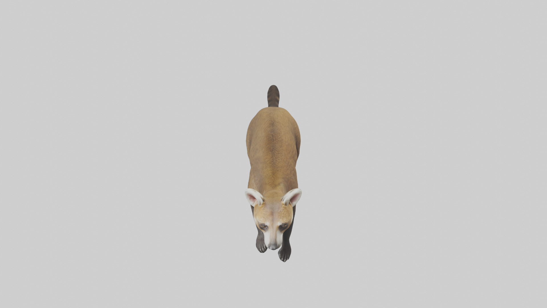 Coati running model 3D model_16