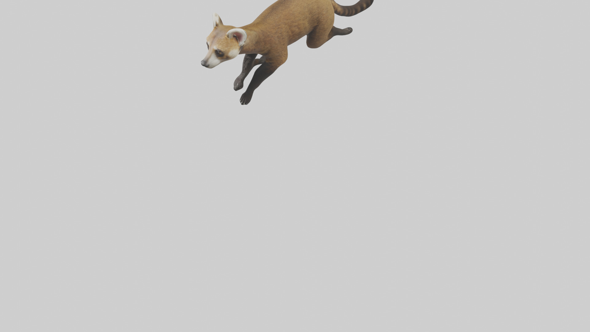 Coati running model 3D model_5