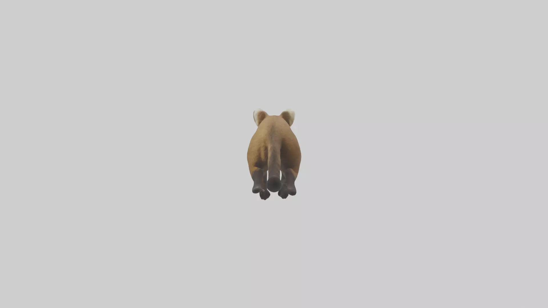 Coati running model 3D model_0