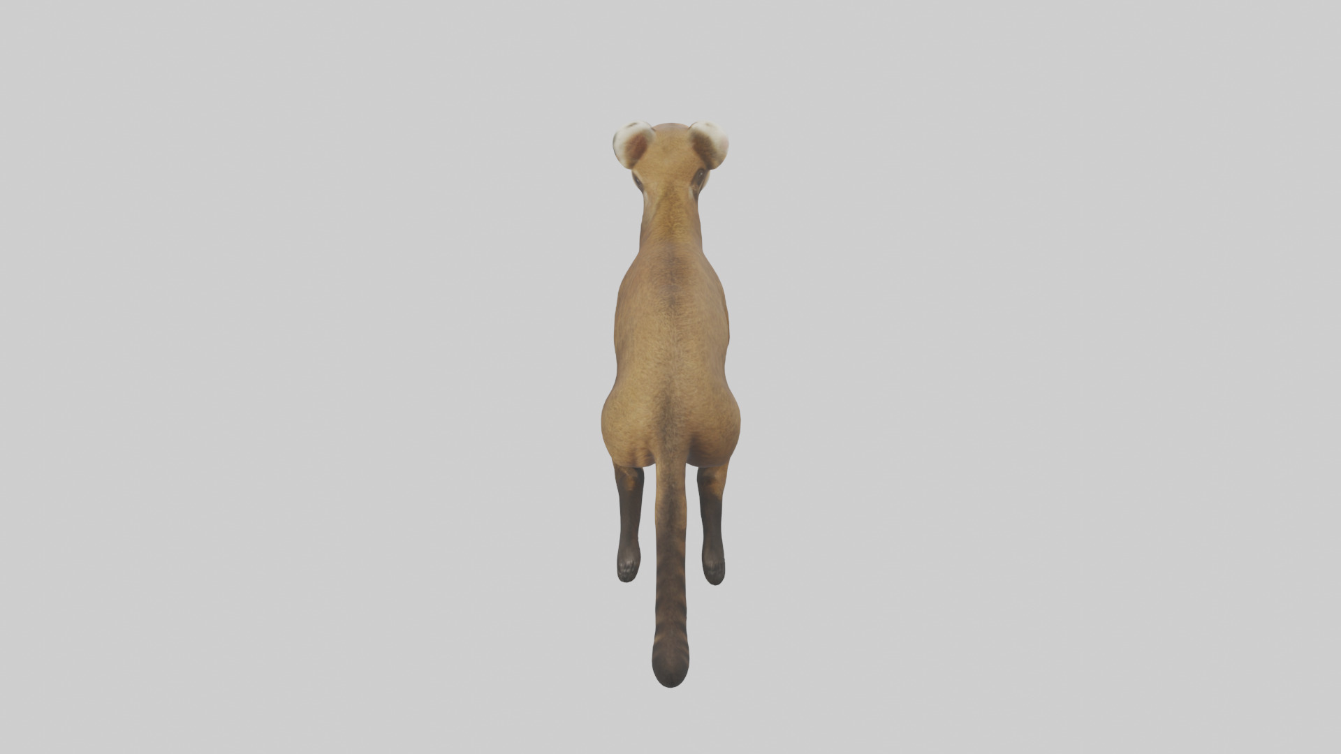 Coati running model 3D model_15
