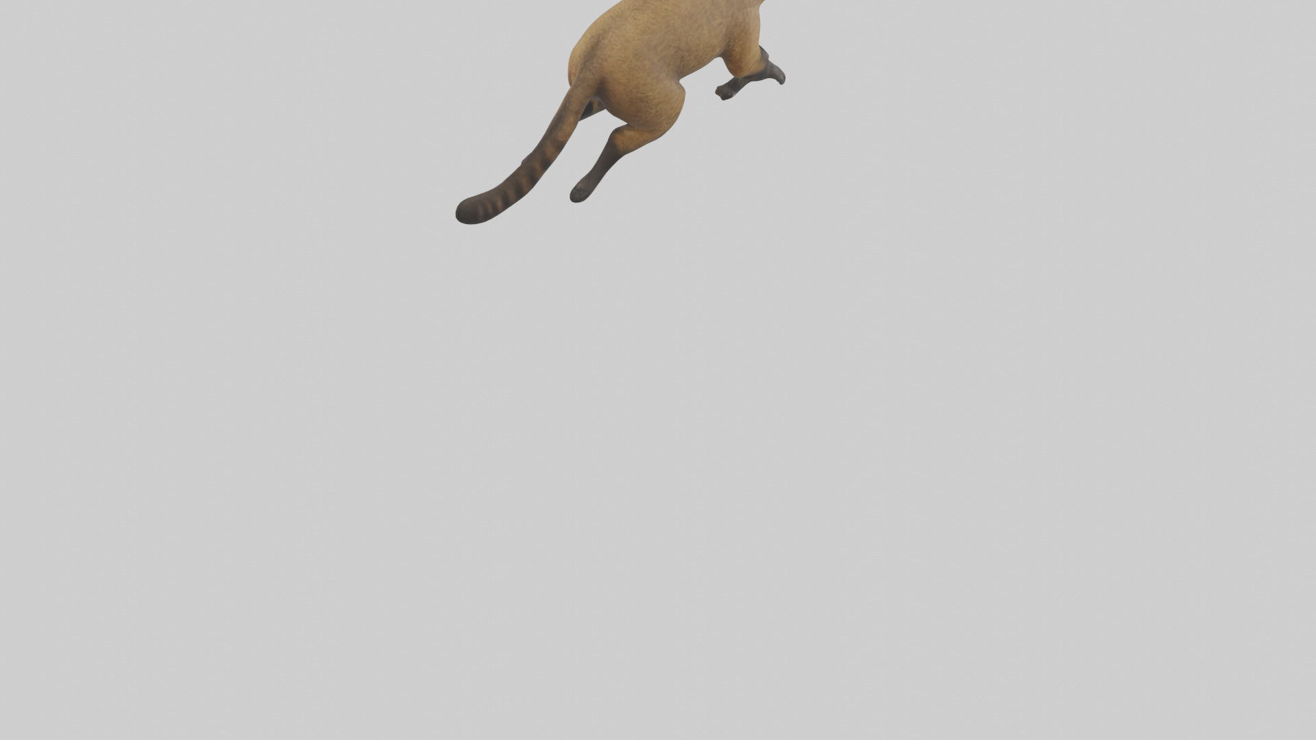 Coati running model 3D model_4