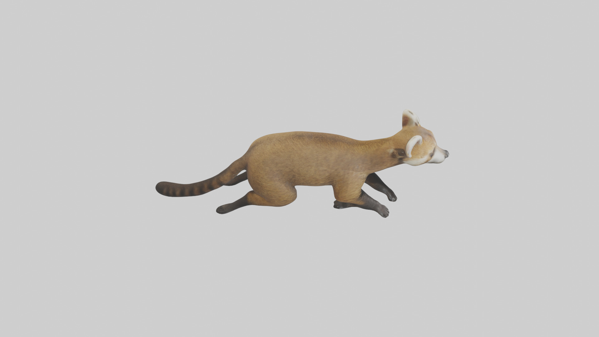 Coati running model 3D model_18