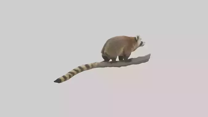 Coatimundi climbing model