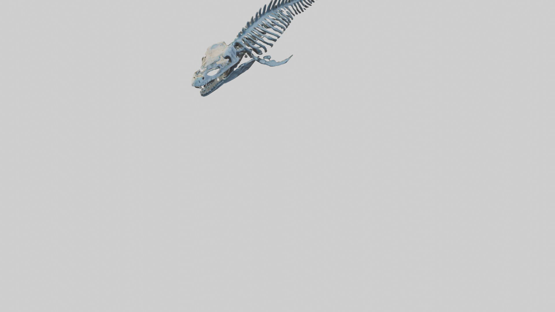 Dunkleosteus Skeleton model Low-poly 3D model_6