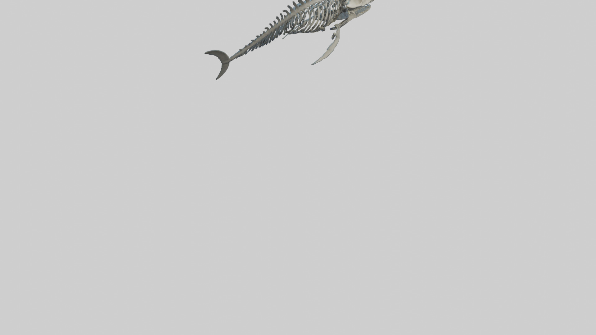 Dunkleosteus Skeleton model Low-poly 3D model_3