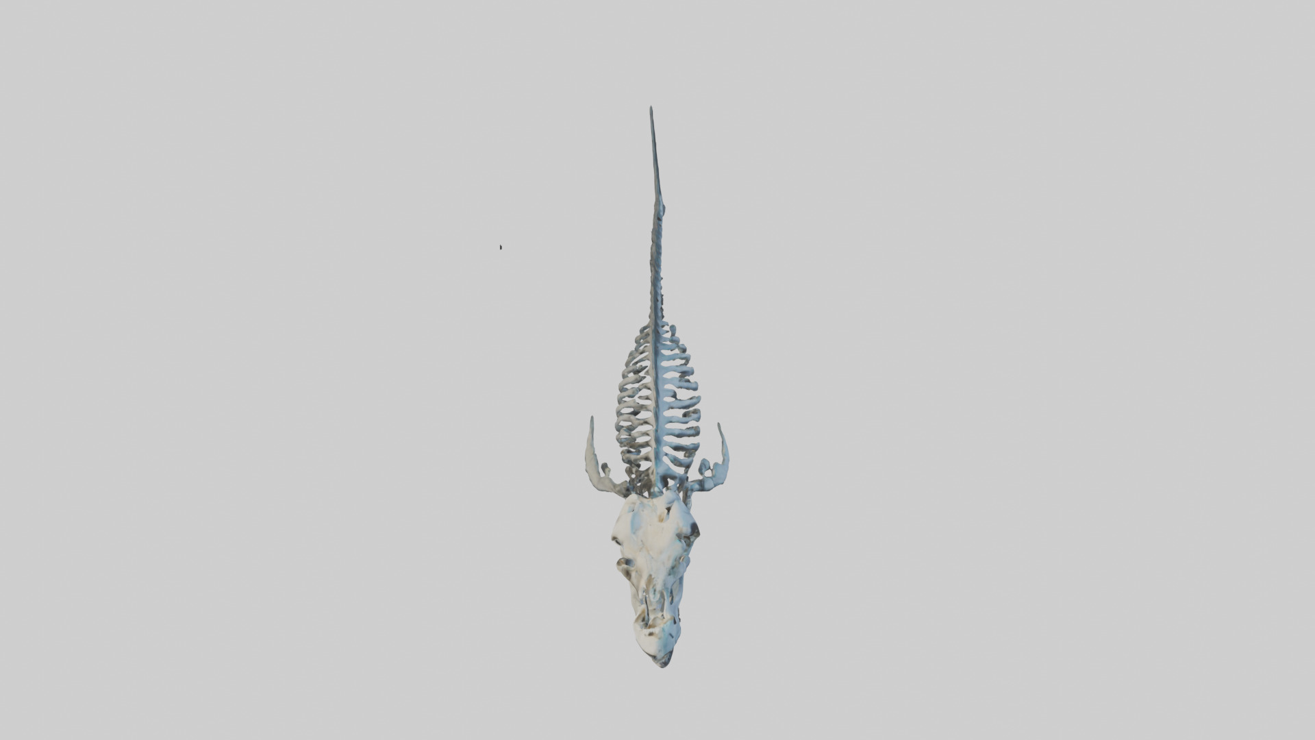 Dunkleosteus Skeleton model Low-poly 3D model_18