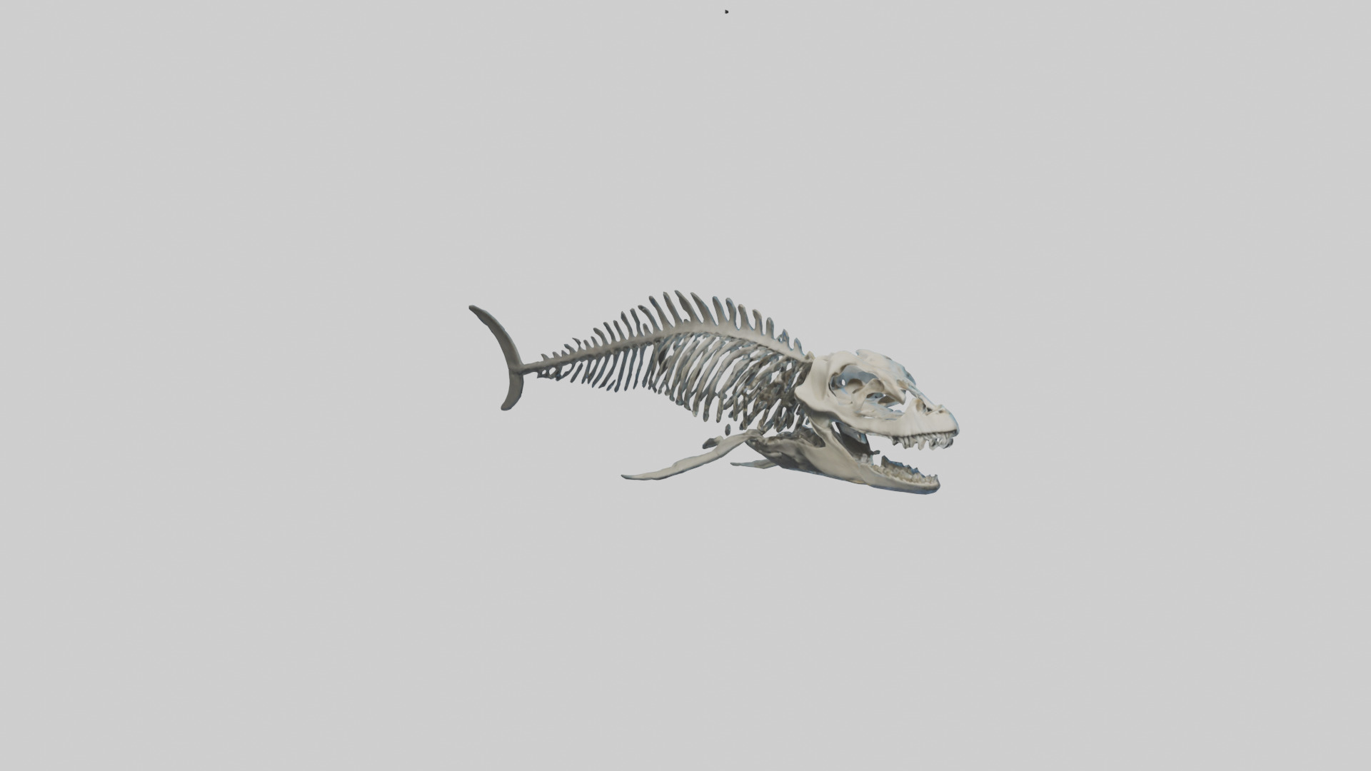 Dunkleosteus Skeleton model Low-poly 3D model_2