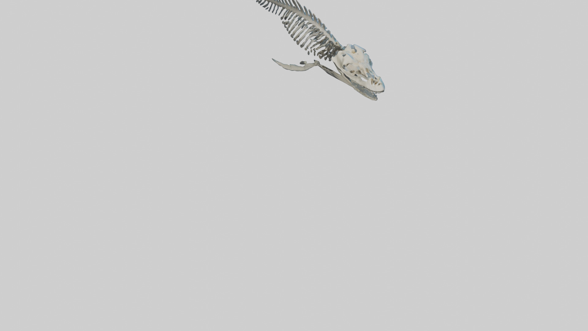 Dunkleosteus Skeleton model Low-poly 3D model_4