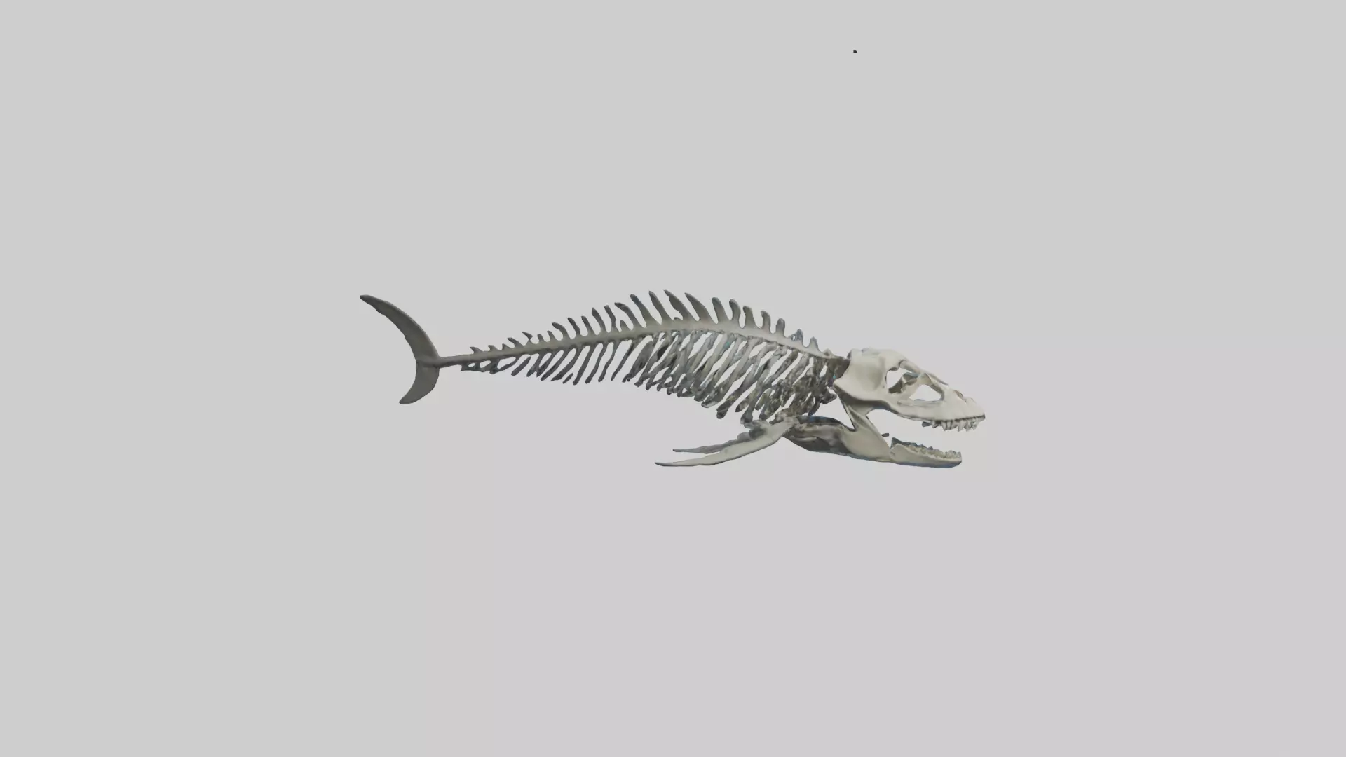 Dunkleosteus Skeleton model Low-poly 3D model_0