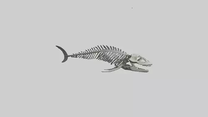 Dunkleosteus Skeleton model