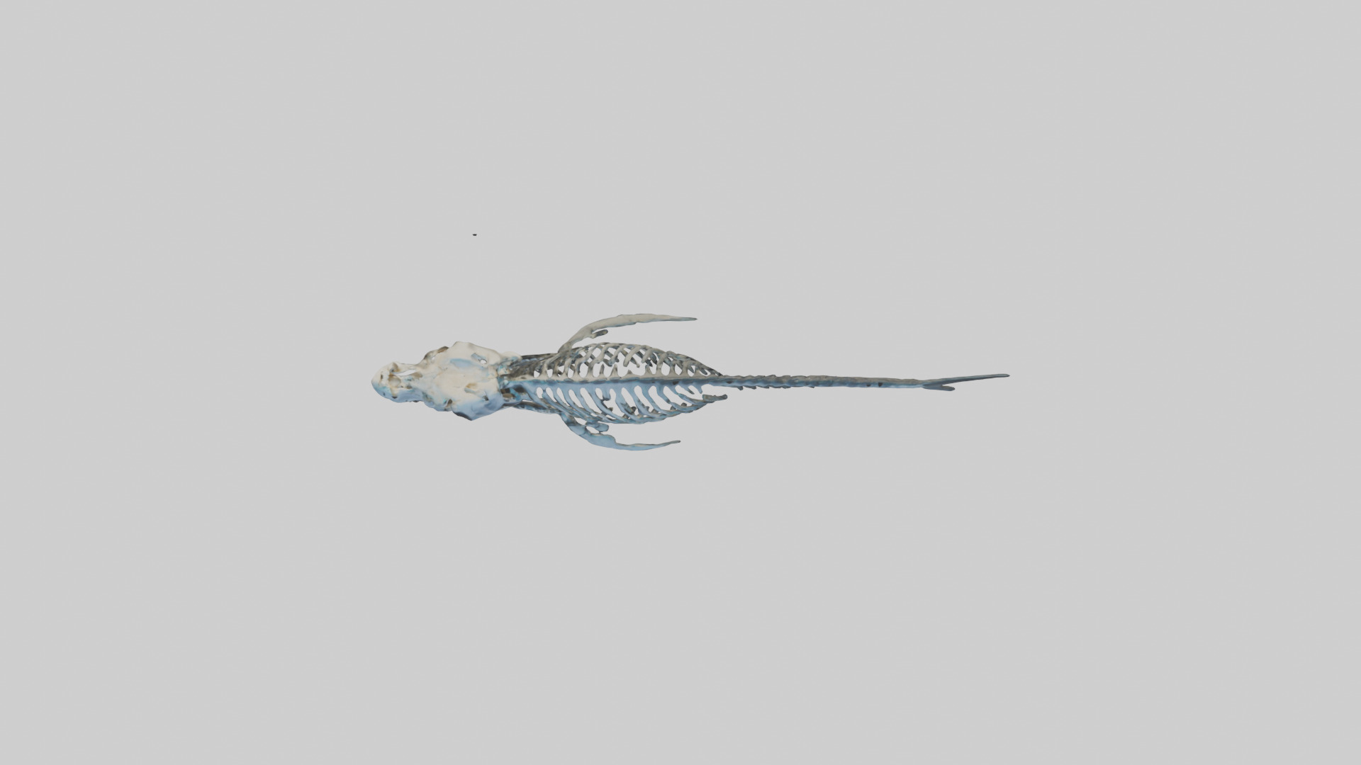 Dunkleosteus Skeleton model Low-poly 3D model_14