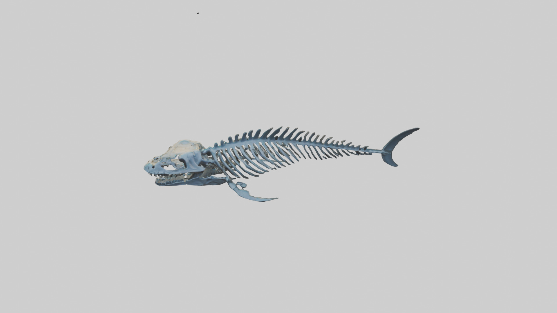 Dunkleosteus Skeleton model Low-poly 3D model_16
