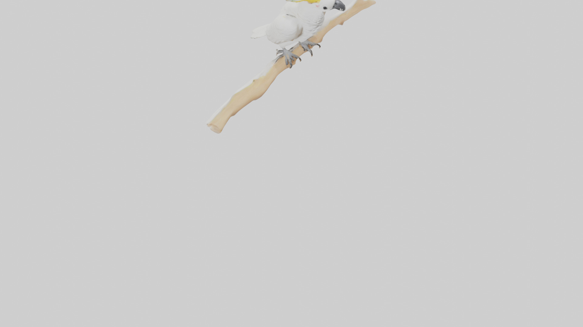 Cockatoo dancing model 3D model_6