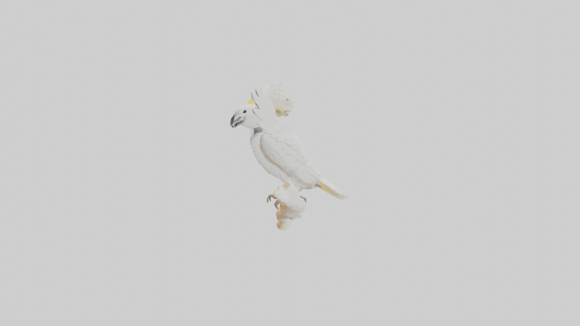 Cockatoo dancing model 3D model_12