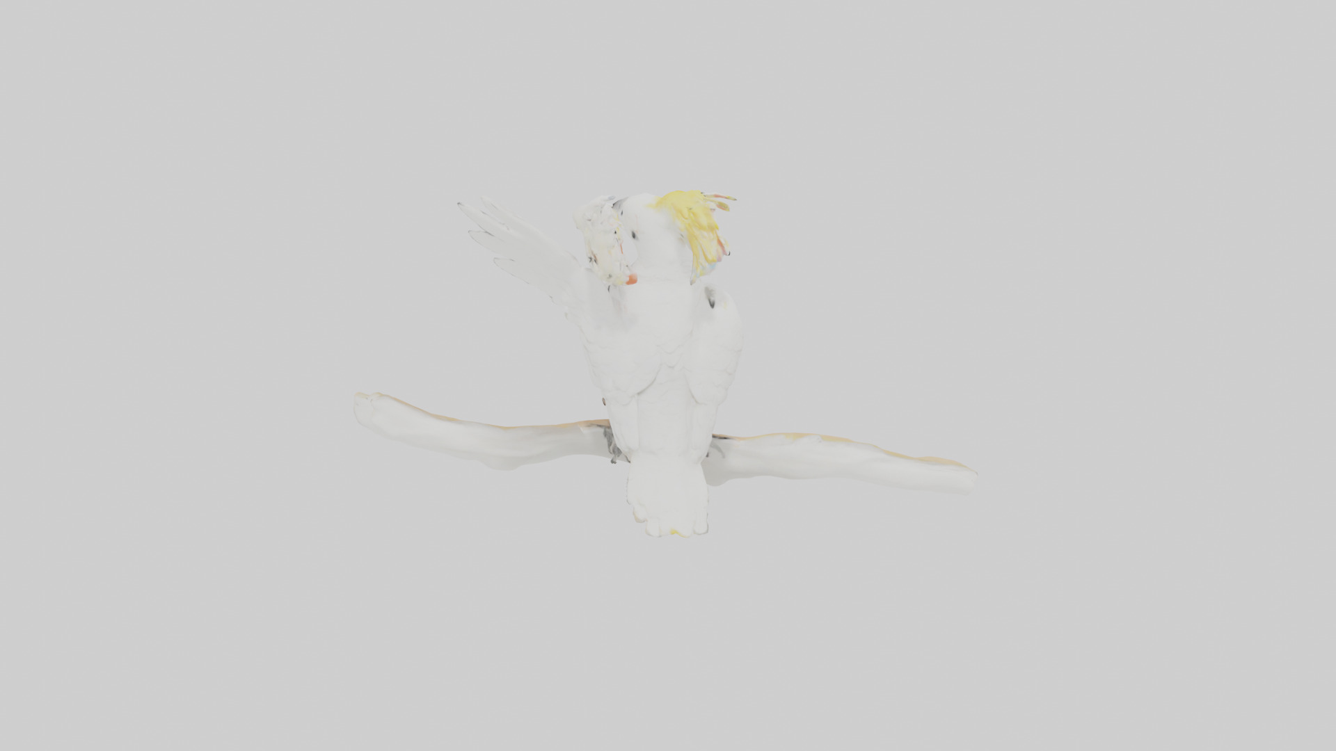 Cockatoo dancing model 3D model_15