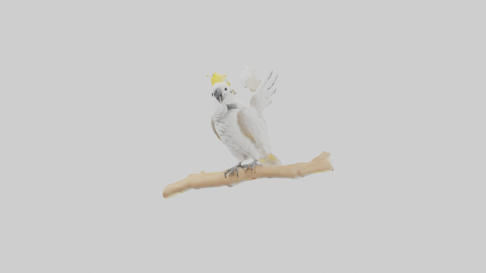 Cockatoo dancing model 3D model_10