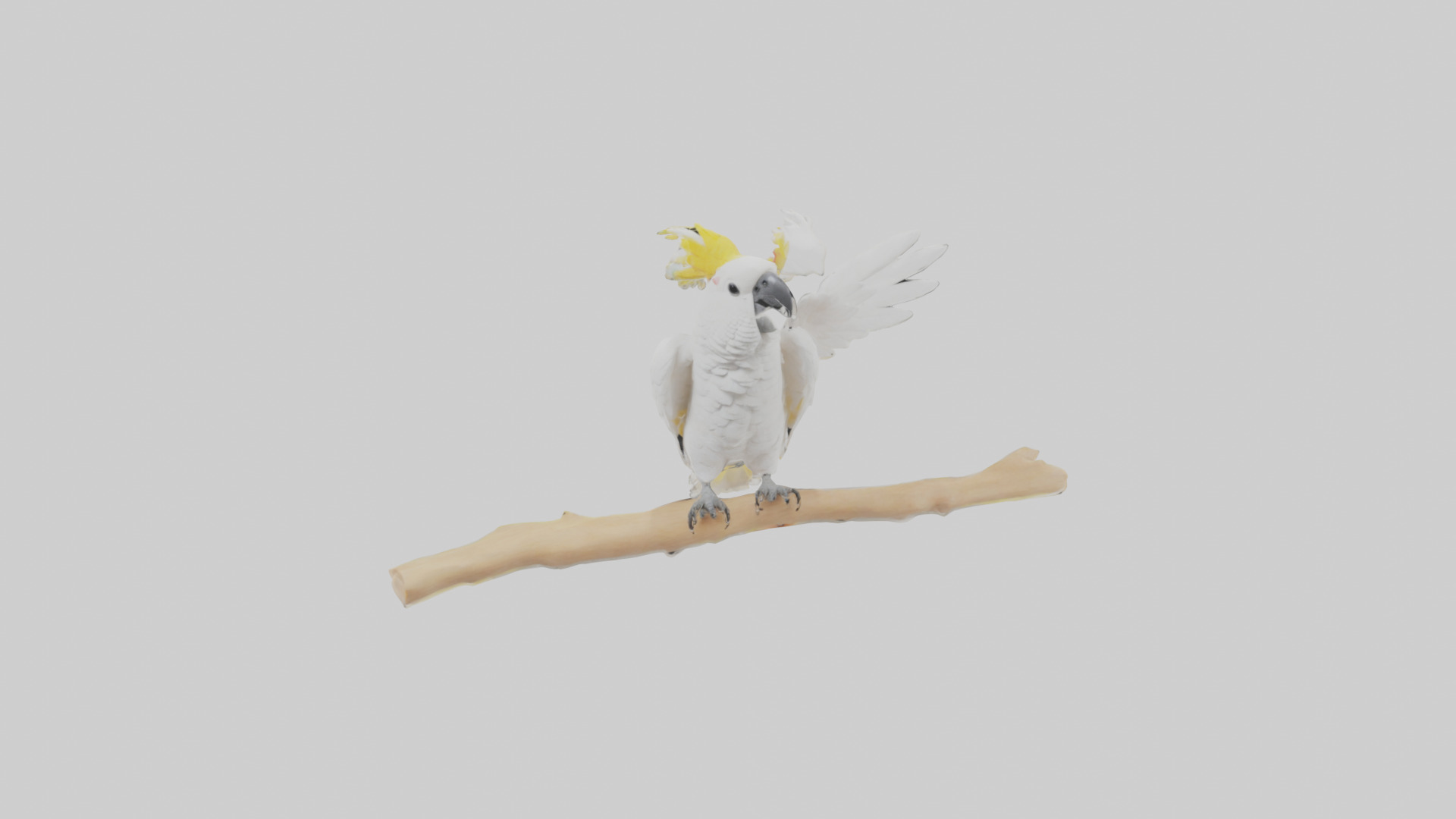 Cockatoo dancing model 3D model_9