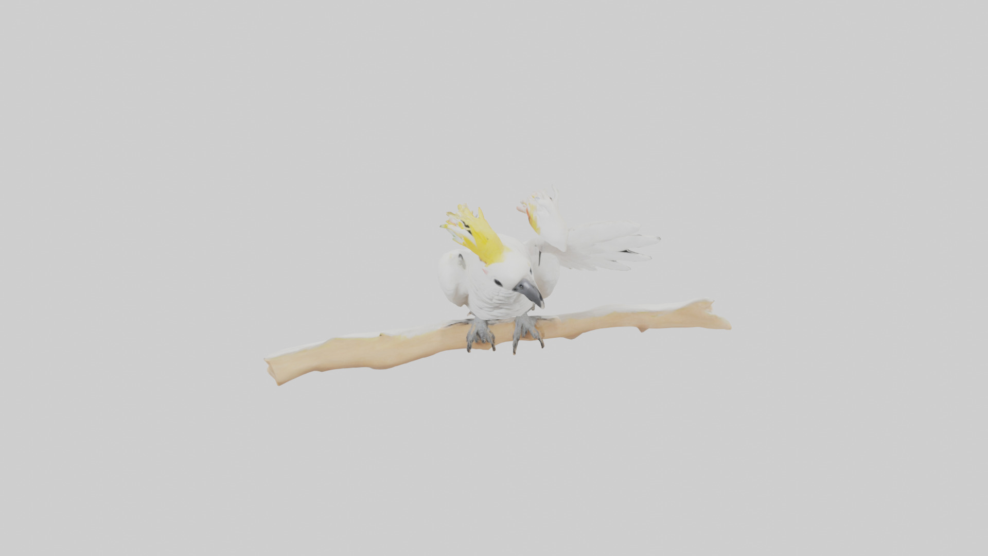 Cockatoo dancing model 3D model_16