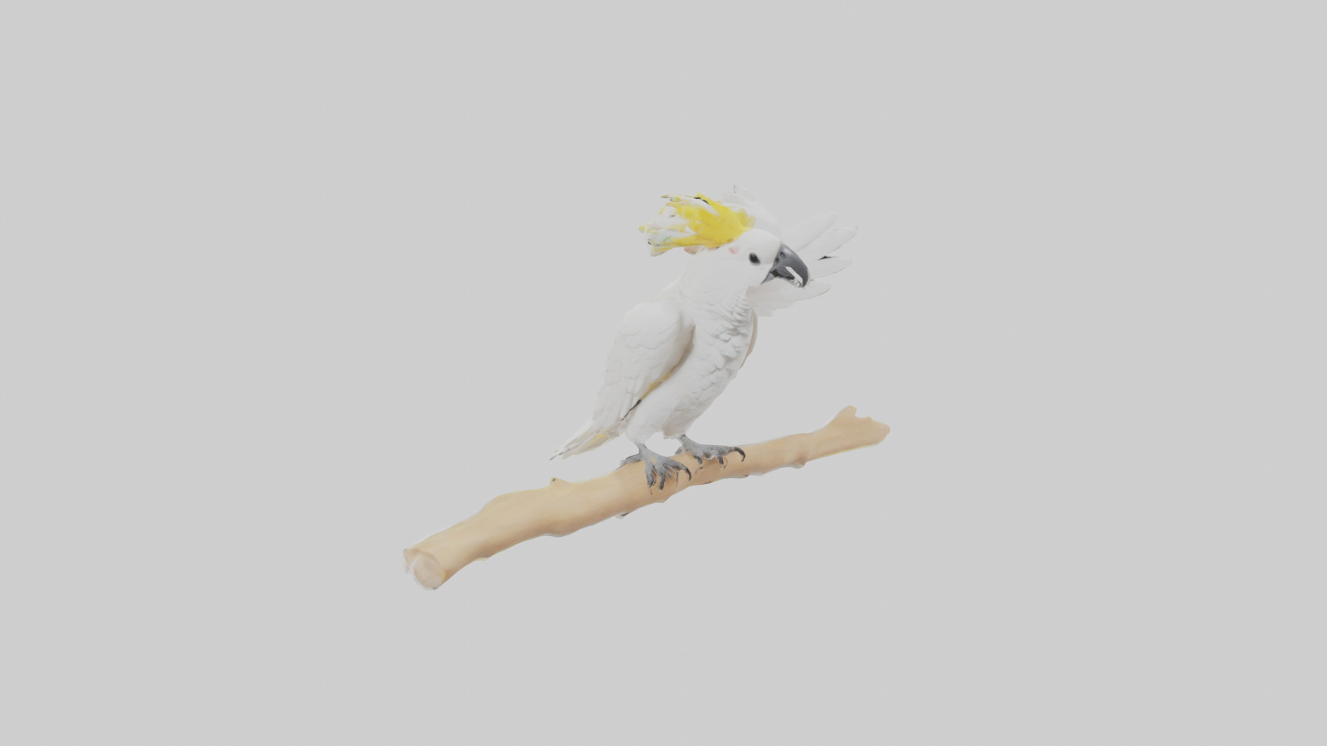 Cockatoo dancing model 3D model_11