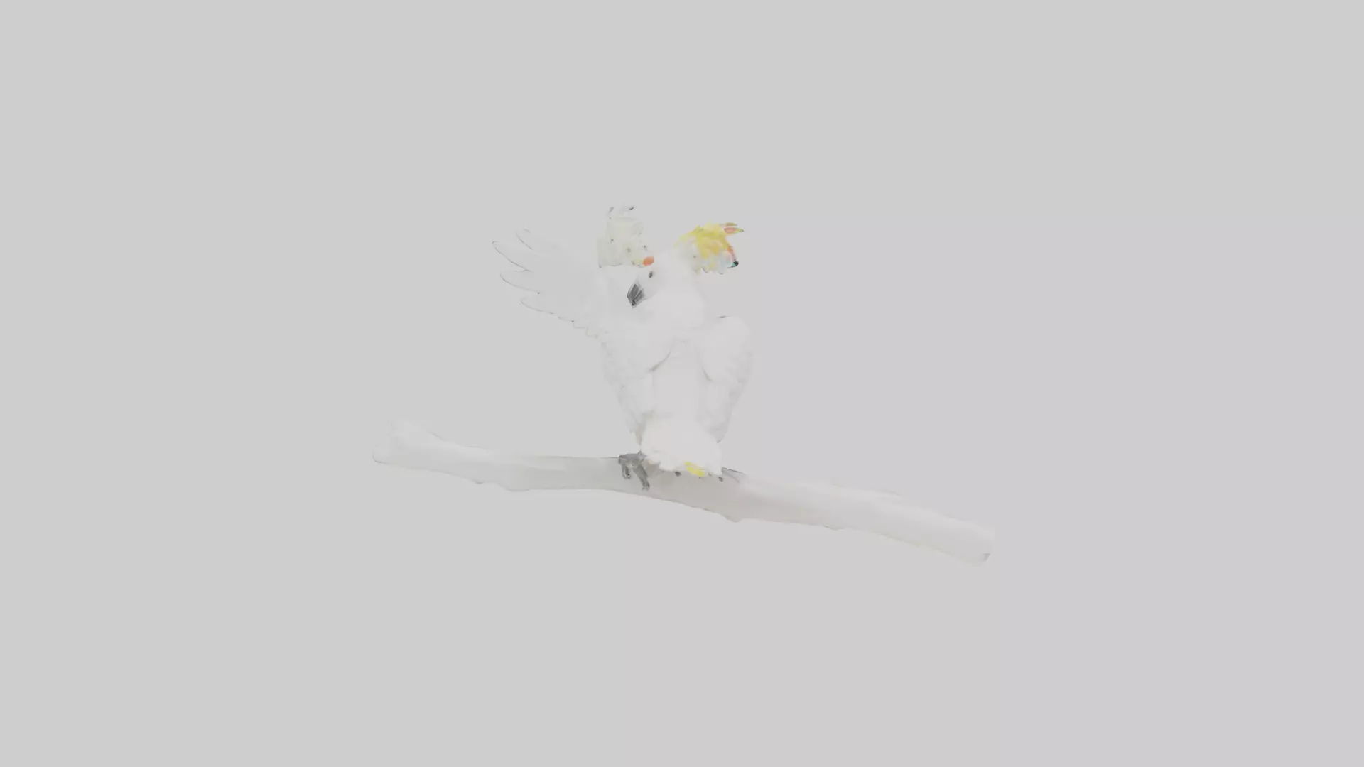 Cockatoo dancing model 3D model_0