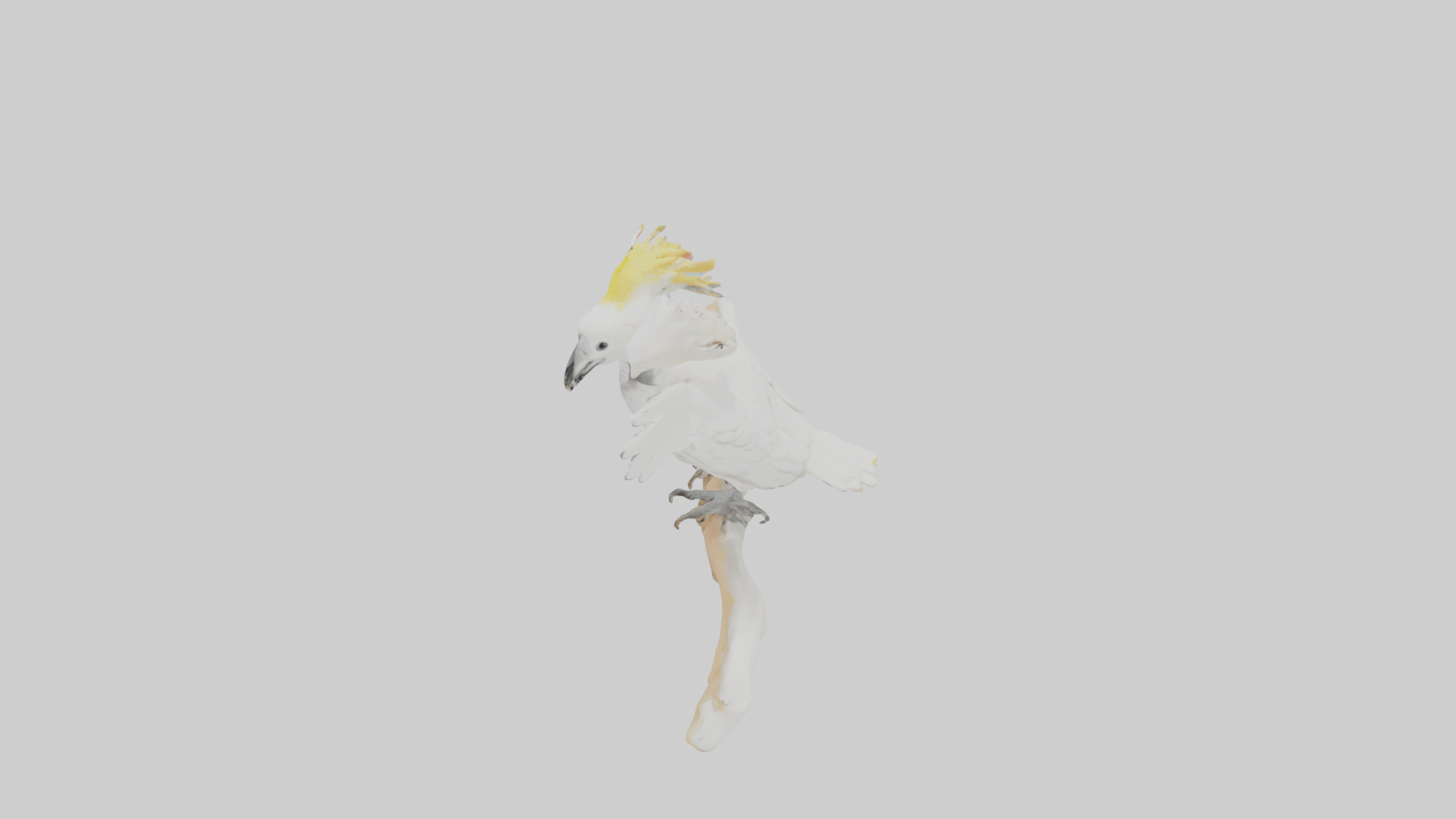 Cockatoo dancing model 3D model_17