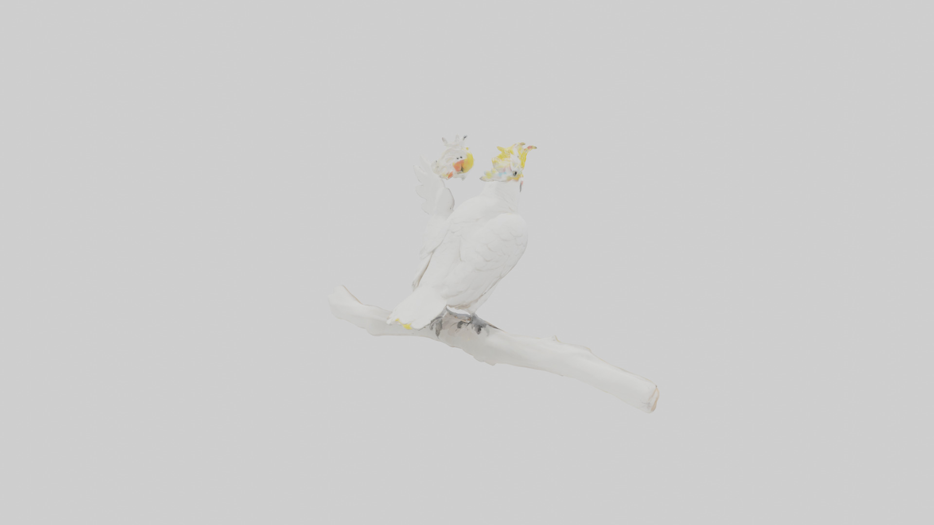 Cockatoo dancing model 3D model_2