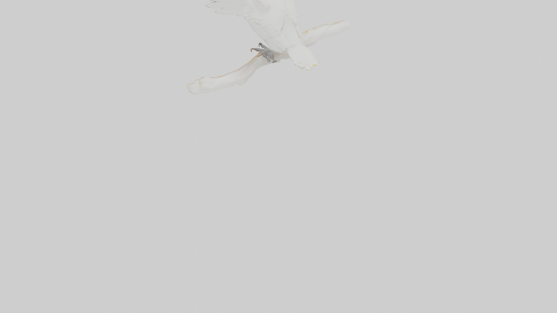 Cockatoo dancing model 3D model_3