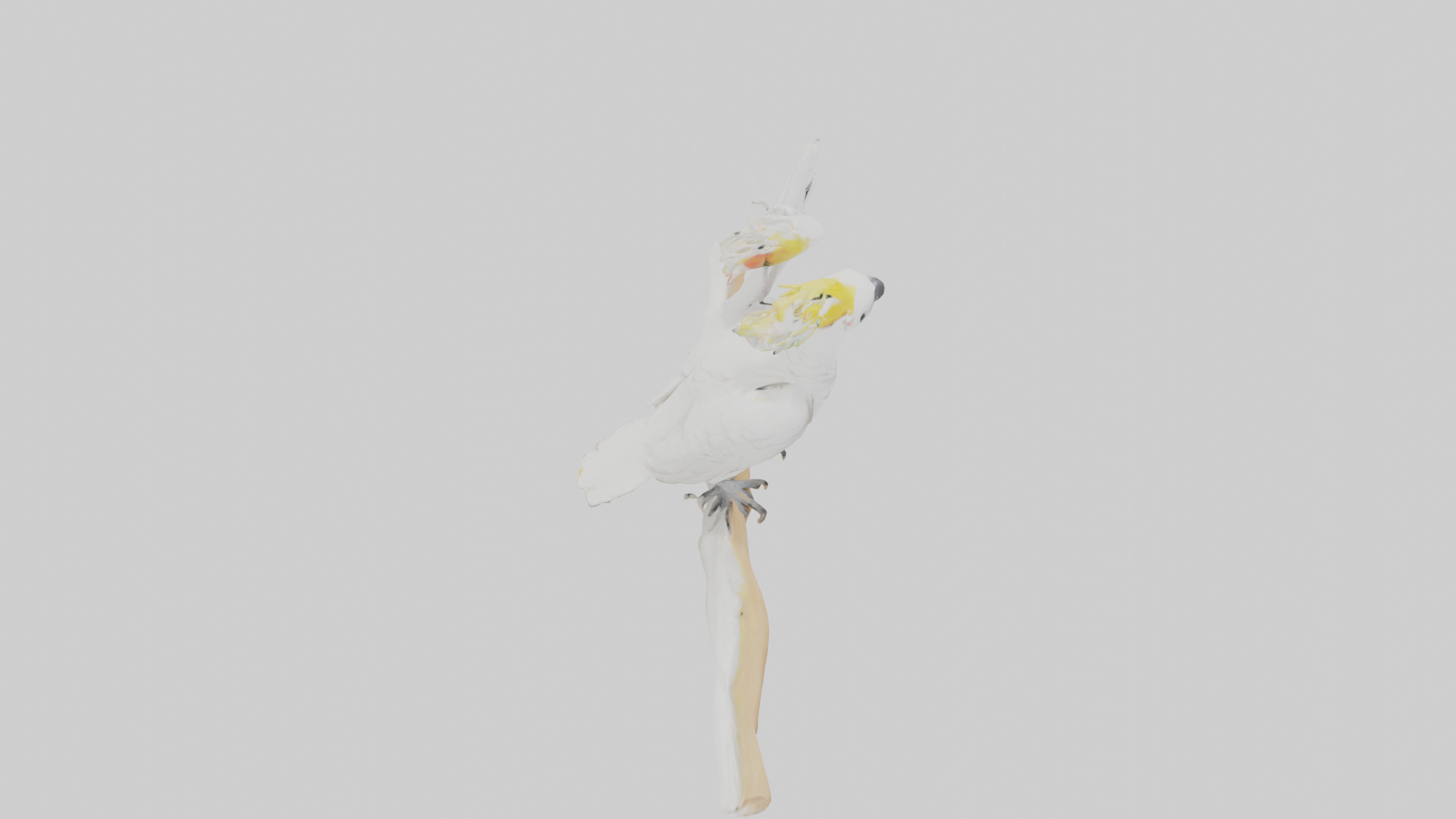 Cockatoo dancing model 3D model_18