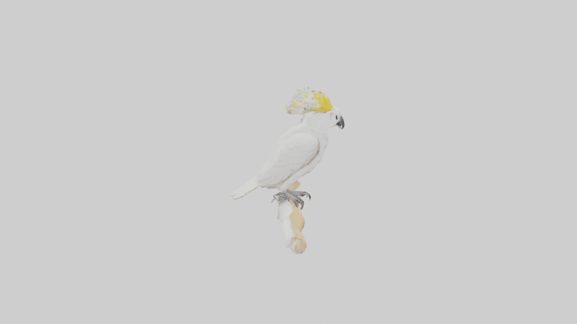 Cockatoo dancing model 3D model_13