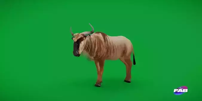 White Bearded Wildebeest