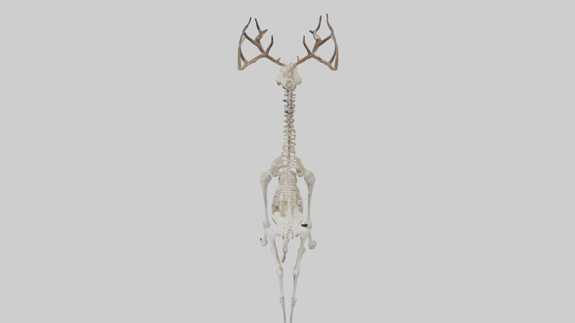 Deer Skeleton model Low-poly 3D model_17