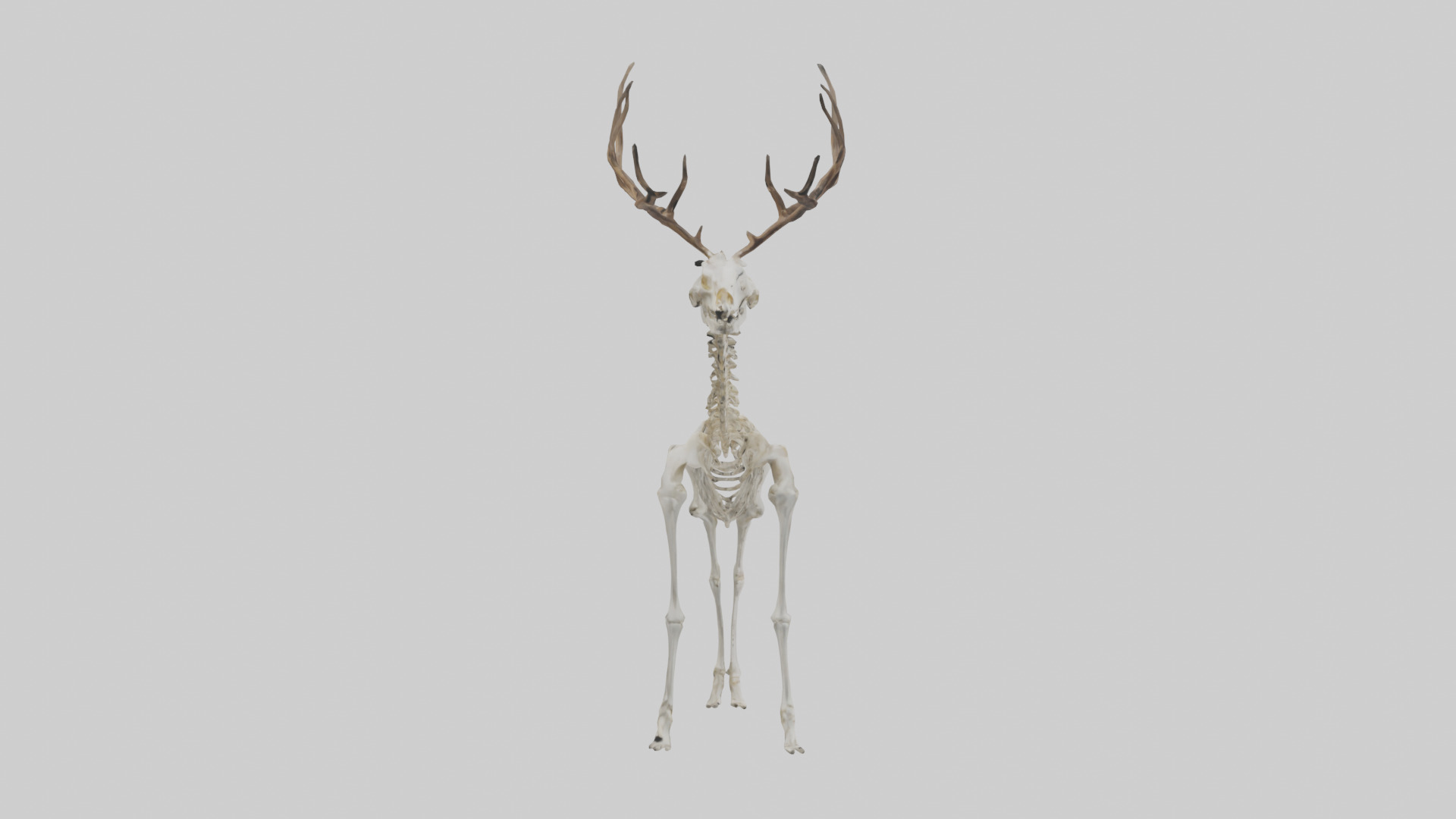 Deer Skeleton model Low-poly 3D model_13