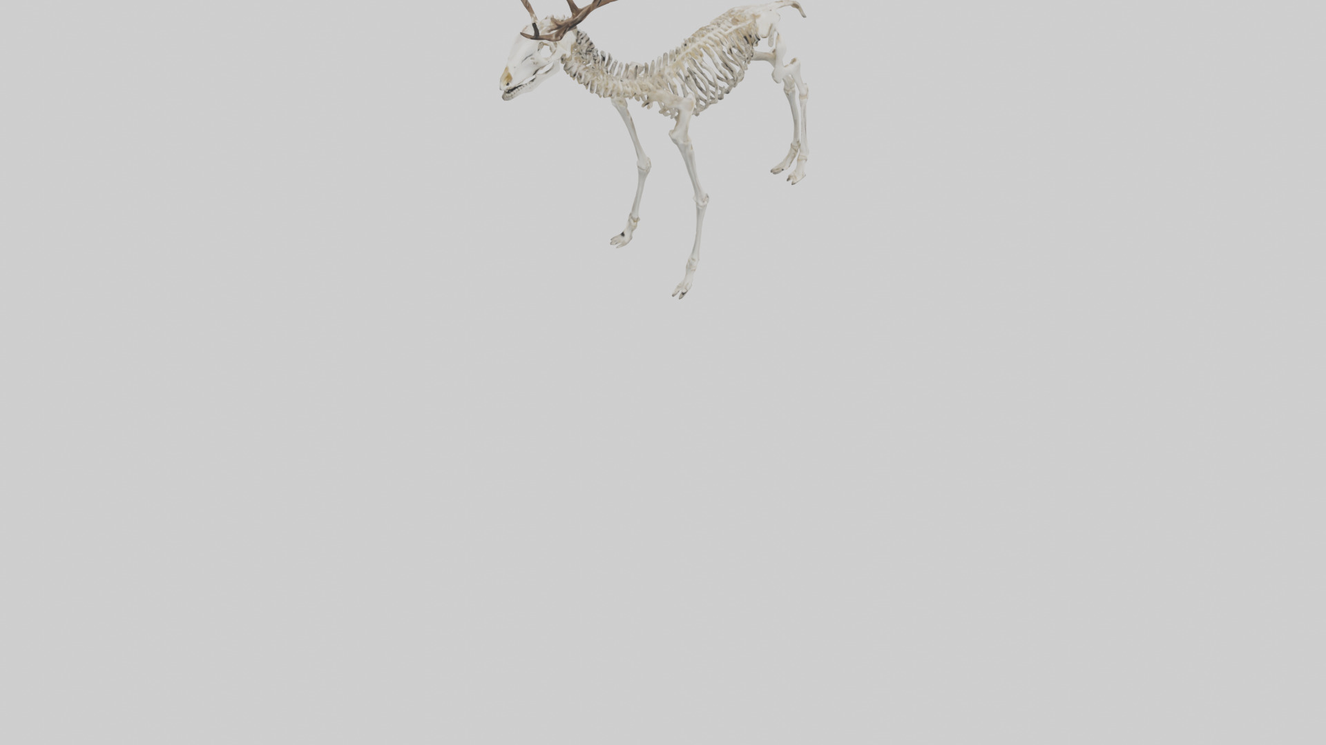 Deer Skeleton model Low-poly 3D model_6