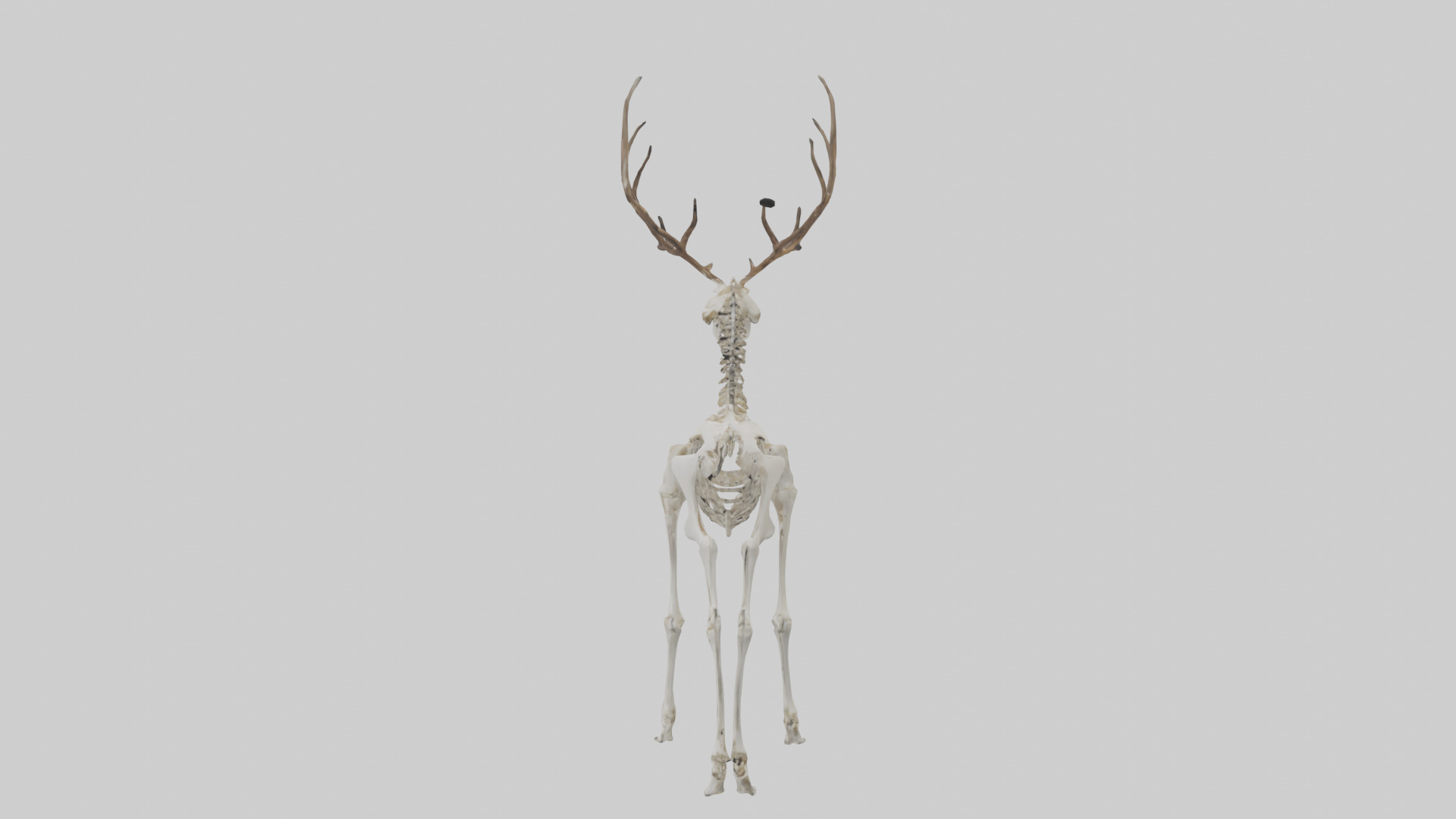 Deer Skeleton model Low-poly 3D model_12
