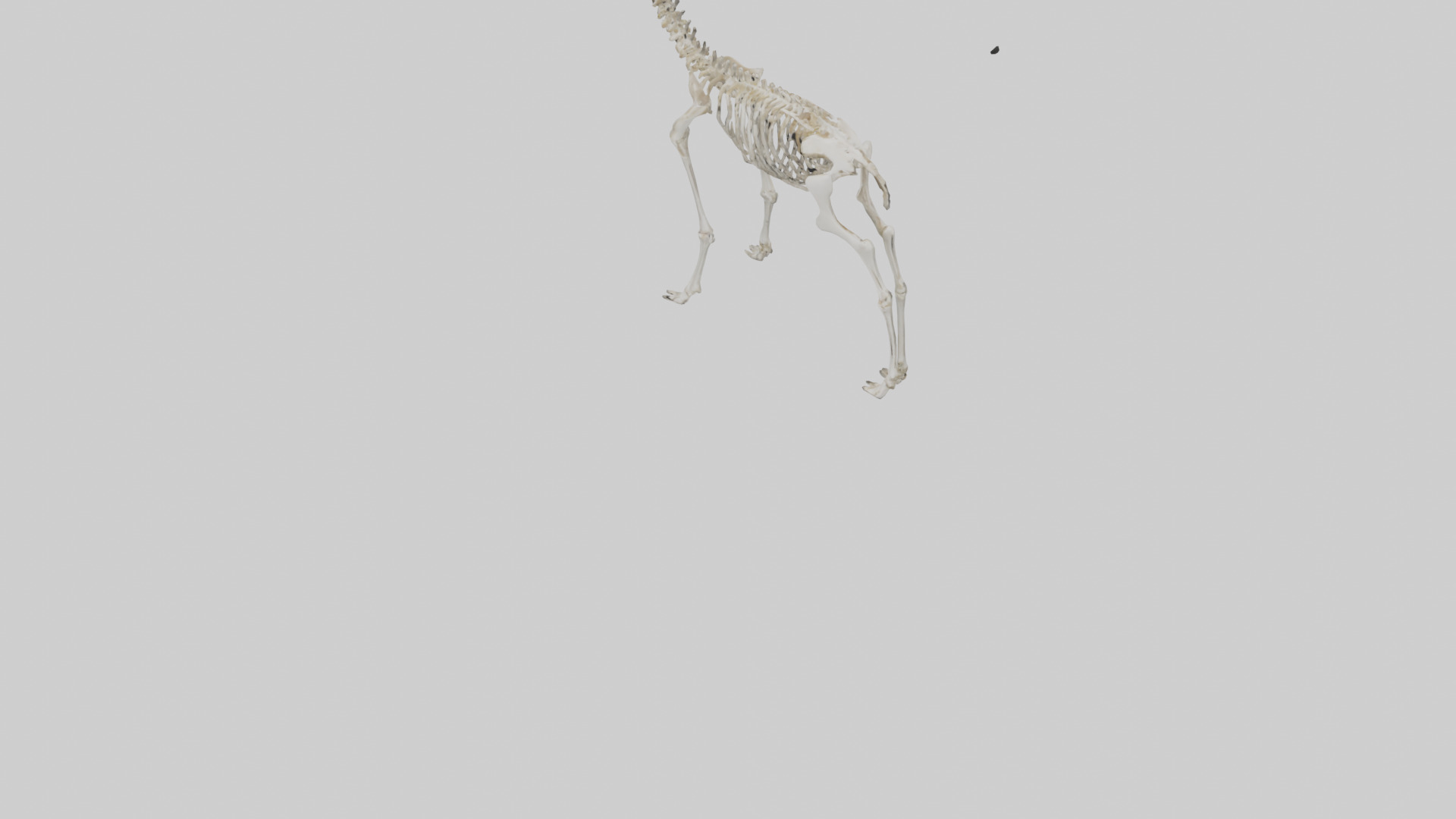 Deer Skeleton model Low-poly 3D model_5