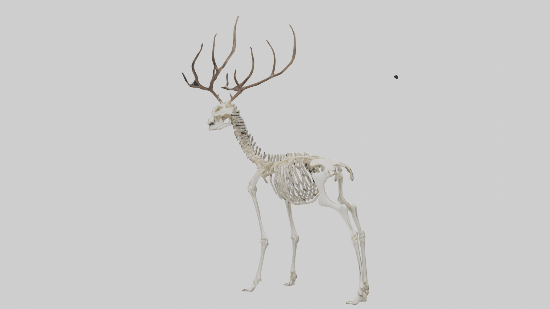 Deer Skeleton model Low-poly 3D model_8