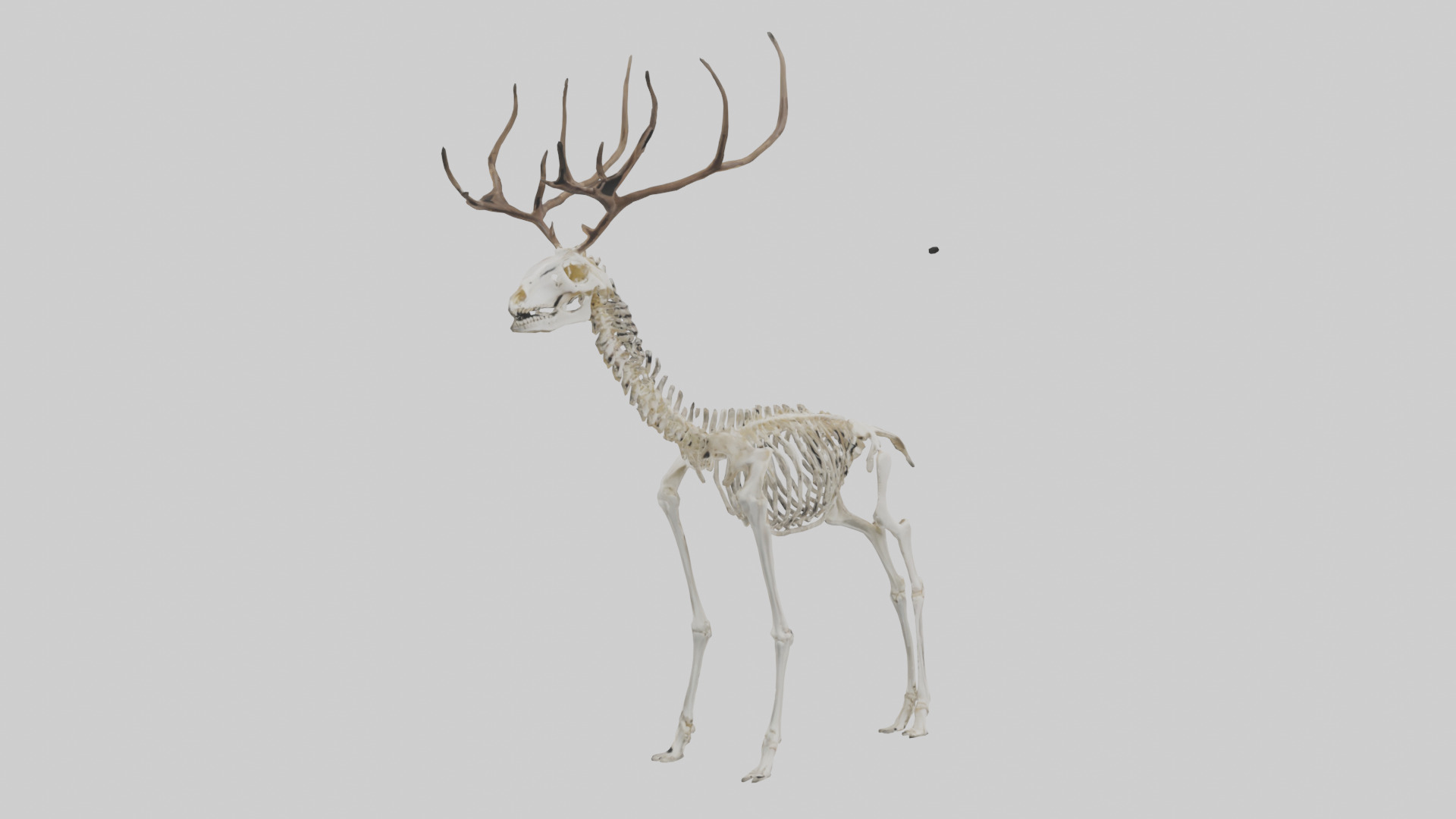 Deer Skeleton model Low-poly 3D model_11