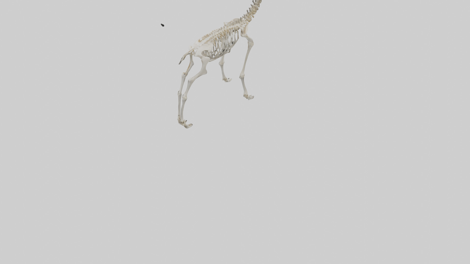 Deer Skeleton model Low-poly 3D model_3