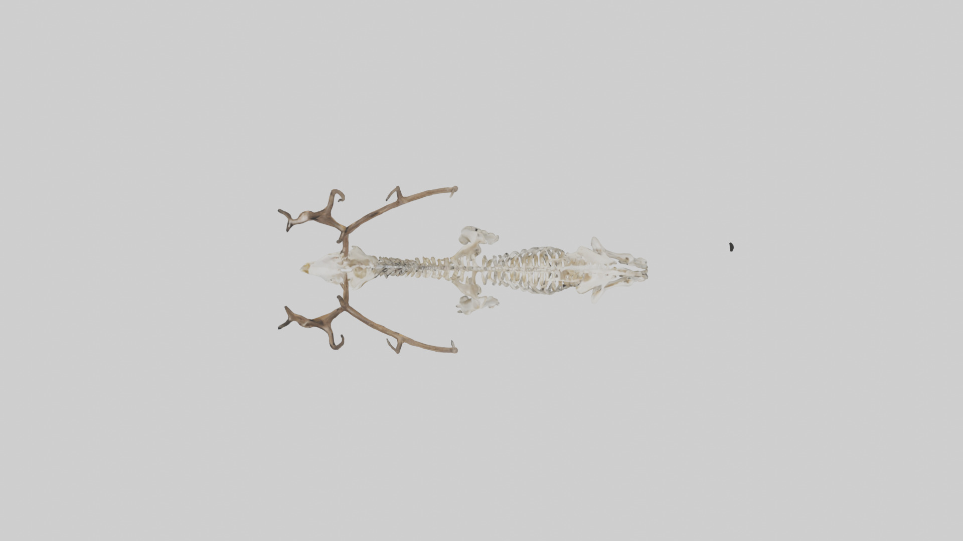 Deer Skeleton model Low-poly 3D model_14