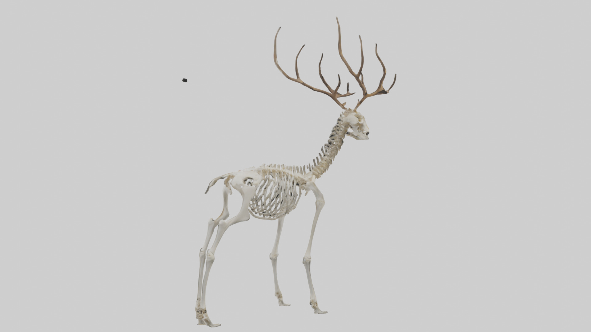Deer Skeleton model Low-poly 3D model_1