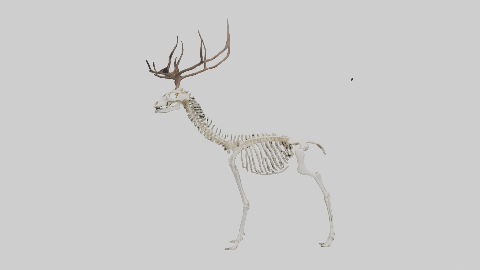 Deer Skeleton model Low-poly 3D model_9